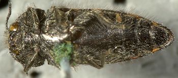 Media type: image;   Entomology 24426 Aspect: habitus ventral view